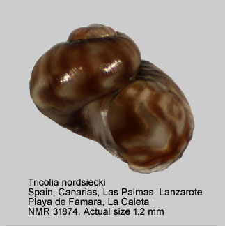 Tricolia nordsiecki.jpg - Tricolia nordsiecki(Talavera,1978)